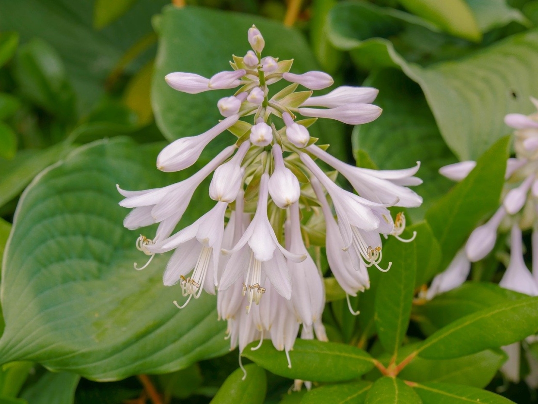 Hosta Blüte