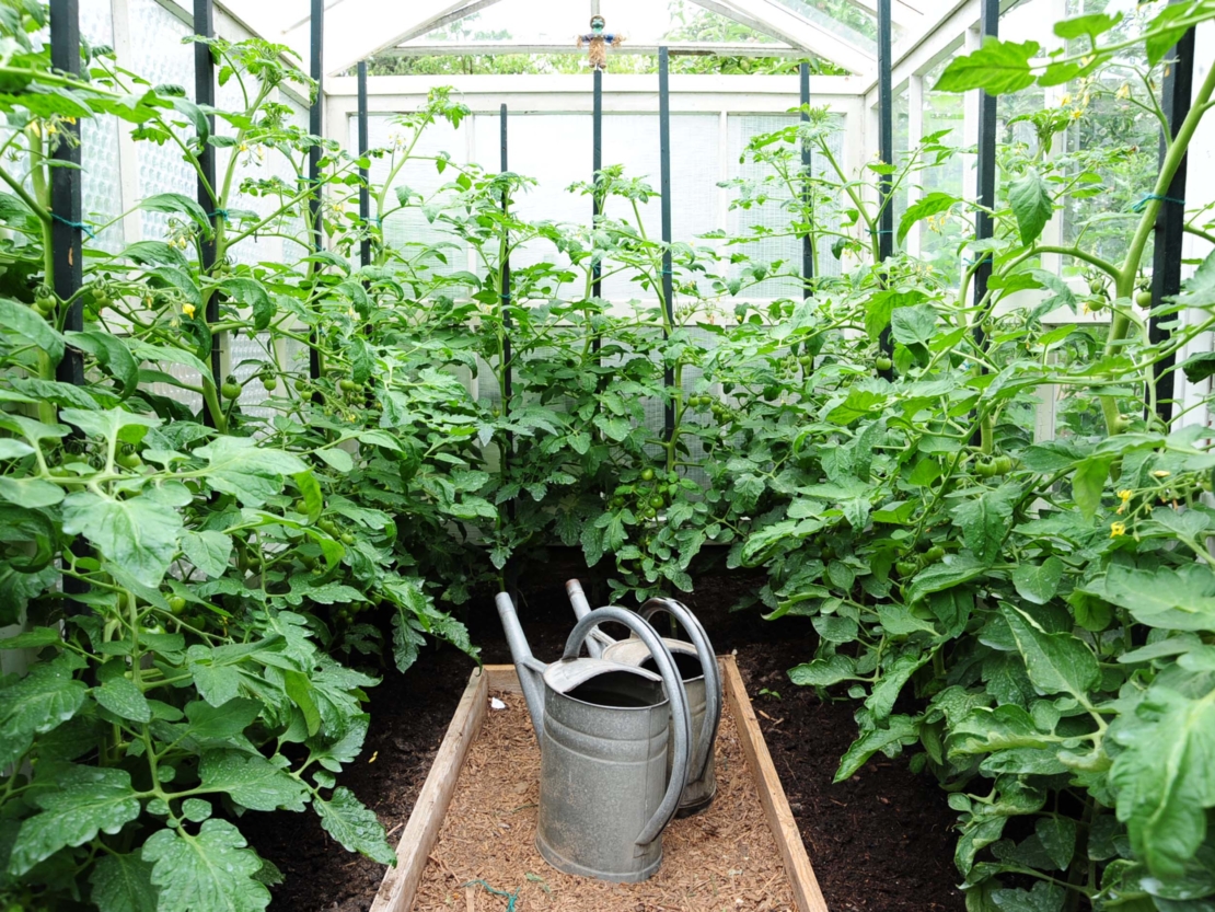 kleines Gewächshaus mit Tomantenpflanzen