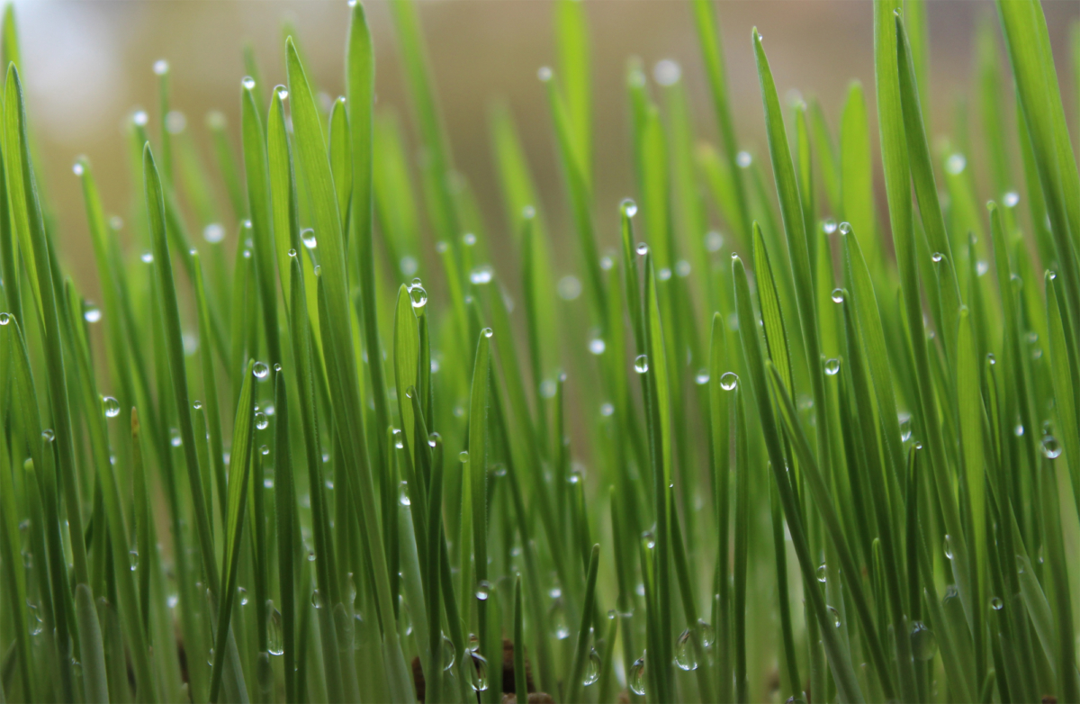 Rasen sprengen Die richtige Bewässerung GartenFlora