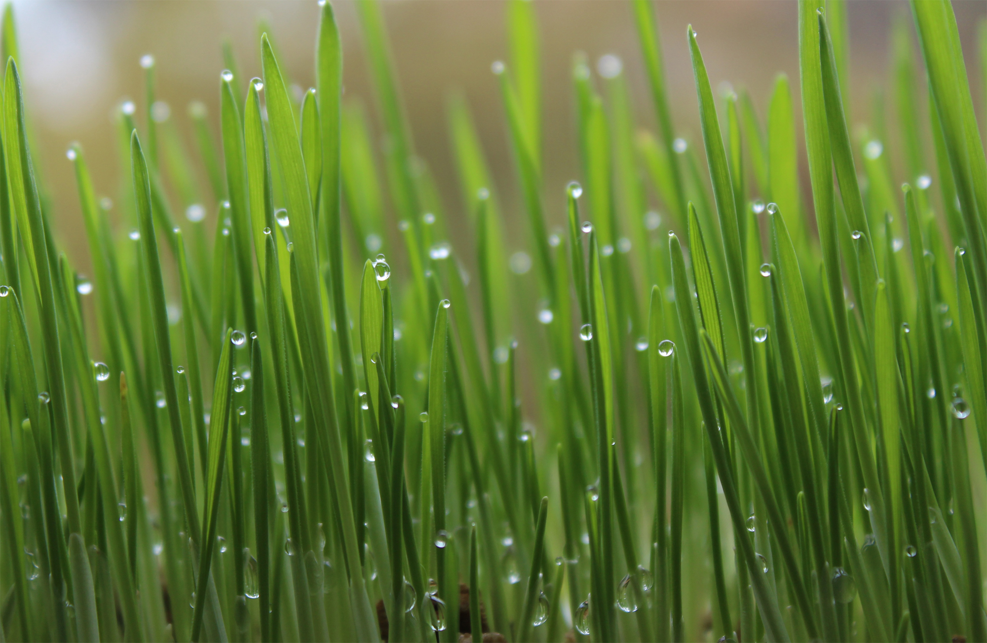 Rasen sprengen Die richtige Bewässerung GartenFlora