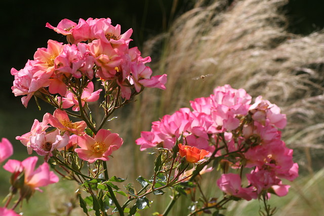 Rosen und Ziergräser