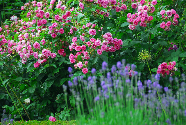 Rosen und Lavendel