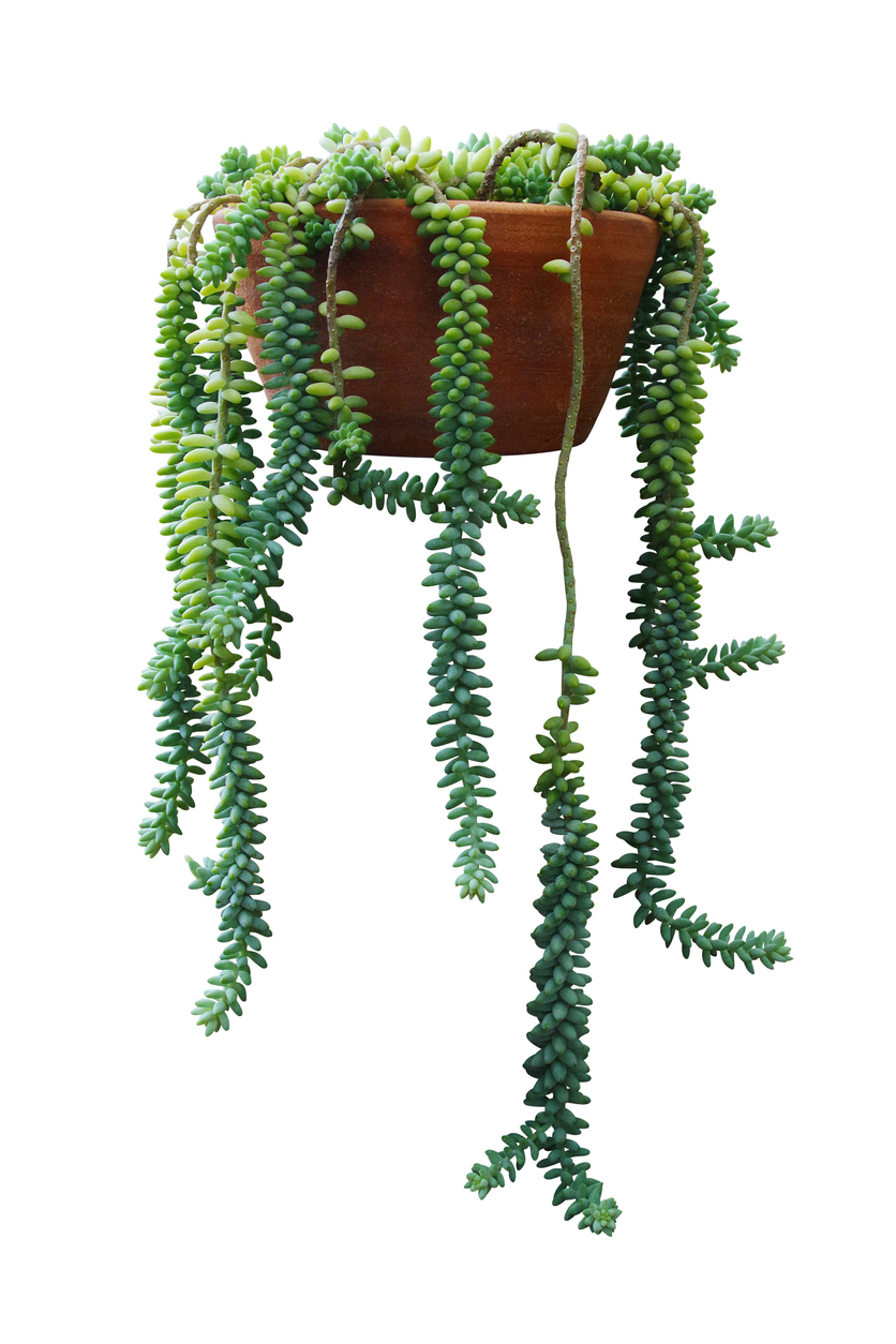 Schlangen-Fetthenne, Affenschaukel | GartenFlora