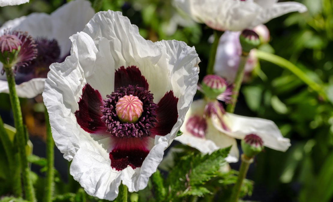 Türkischer Mohn