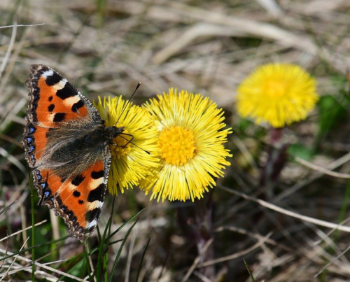 Huflattich Schmetterling