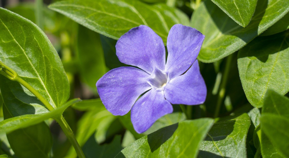 Vinca minor