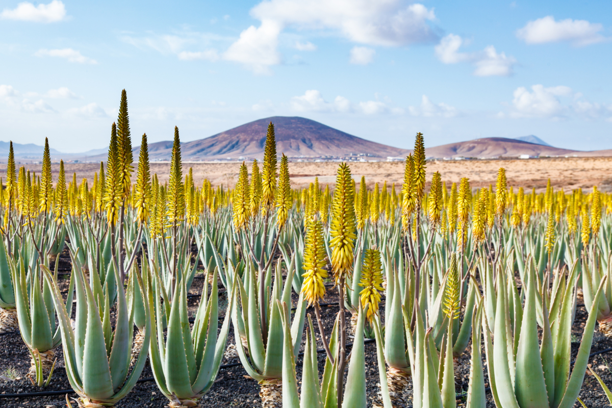 Aloe vera Pflanze Wüstenpflanze mit Heilwirkung GartenFlora