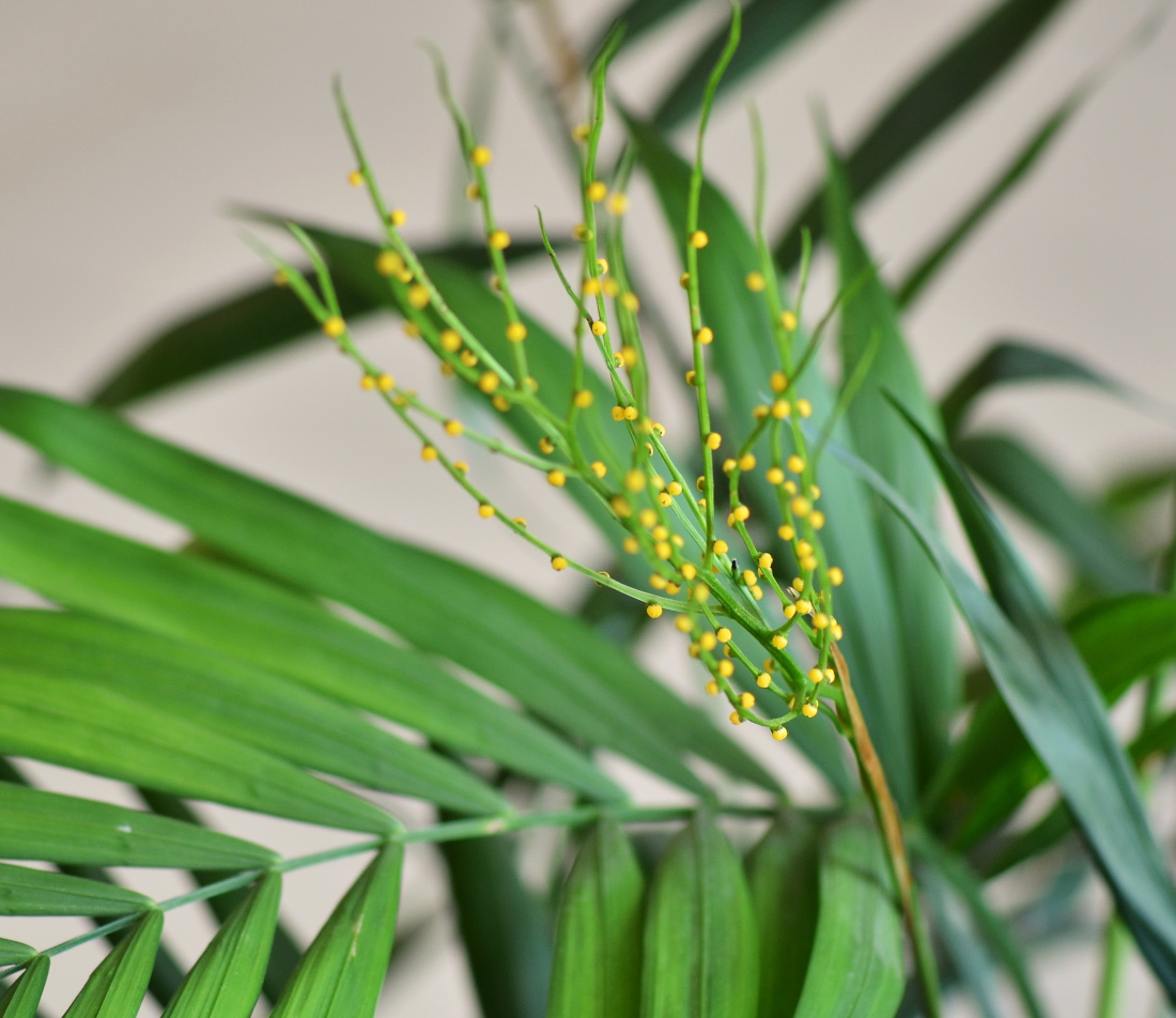 Bergpalme Foto: AdobeStock_andwill