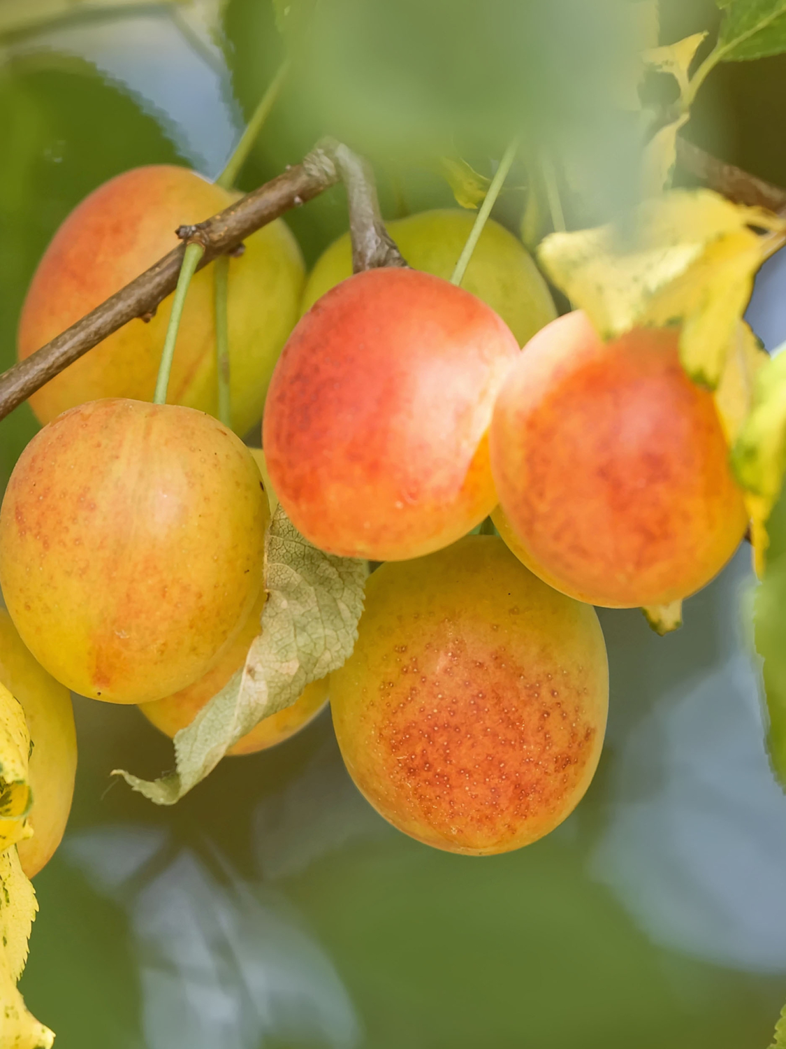 Reneklode – Pflaumenrarität zum Naschen | GartenFlora