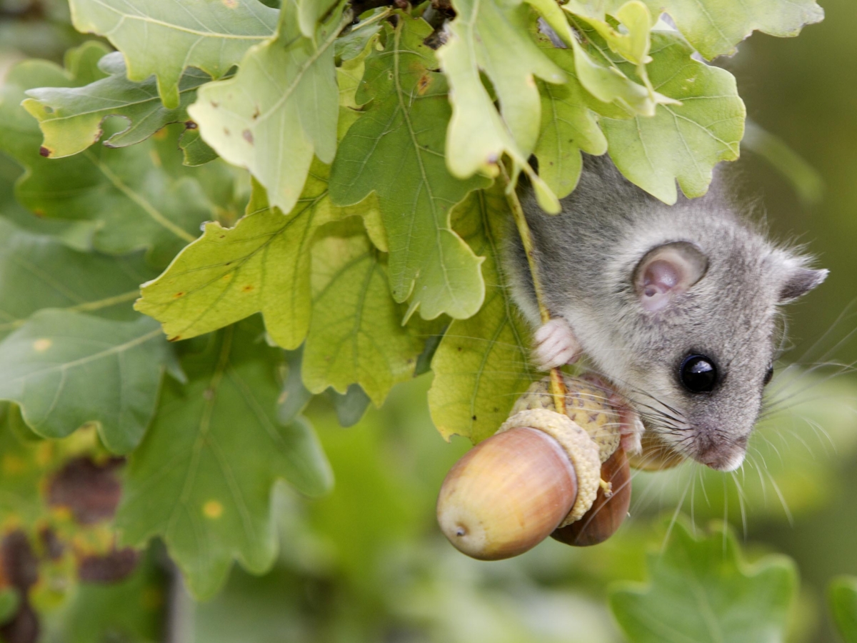 Siebenschläfer Kleiner Nager mit großem Appetit GartenFlora