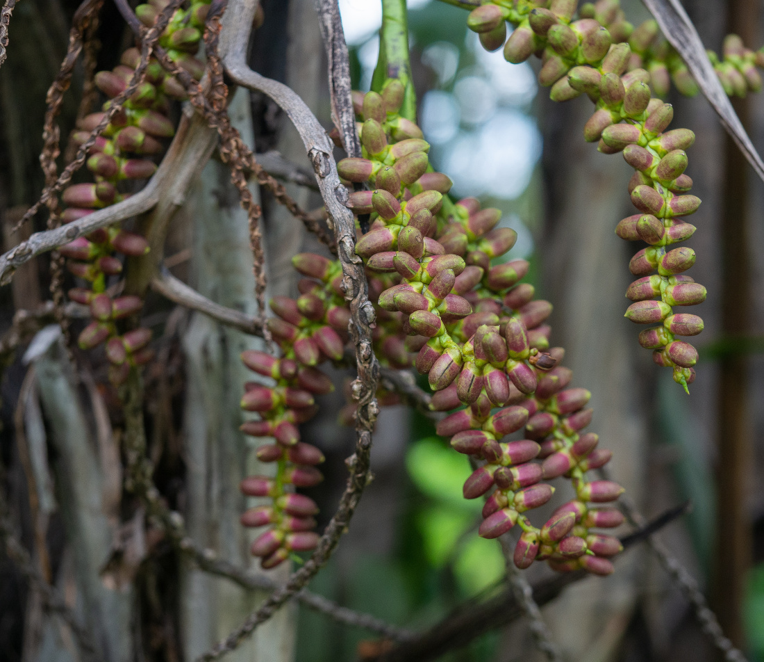 Fischschwanzpalme Foto: AdobeStock_Wachiraphorn_Thongya