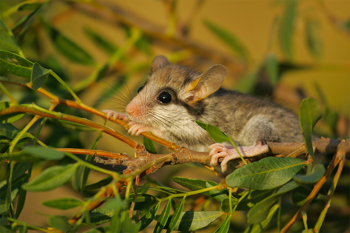 Gartenschläfer in einem Baum [Foto: AdobeStock_Martin Grimm]