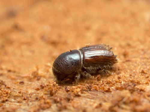 Nahaufnahme des als Buchdrucker bekannten Borkenkäfers Ips typographus