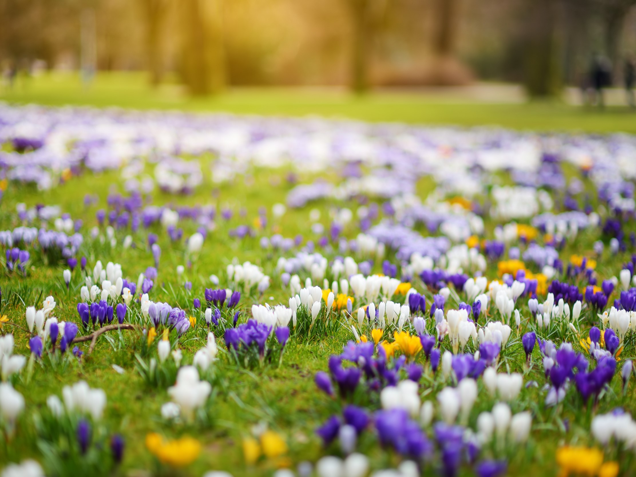 38+ Blumen Im Frühjahr Pflanzen, Obwohl sie keine heimische pflanze