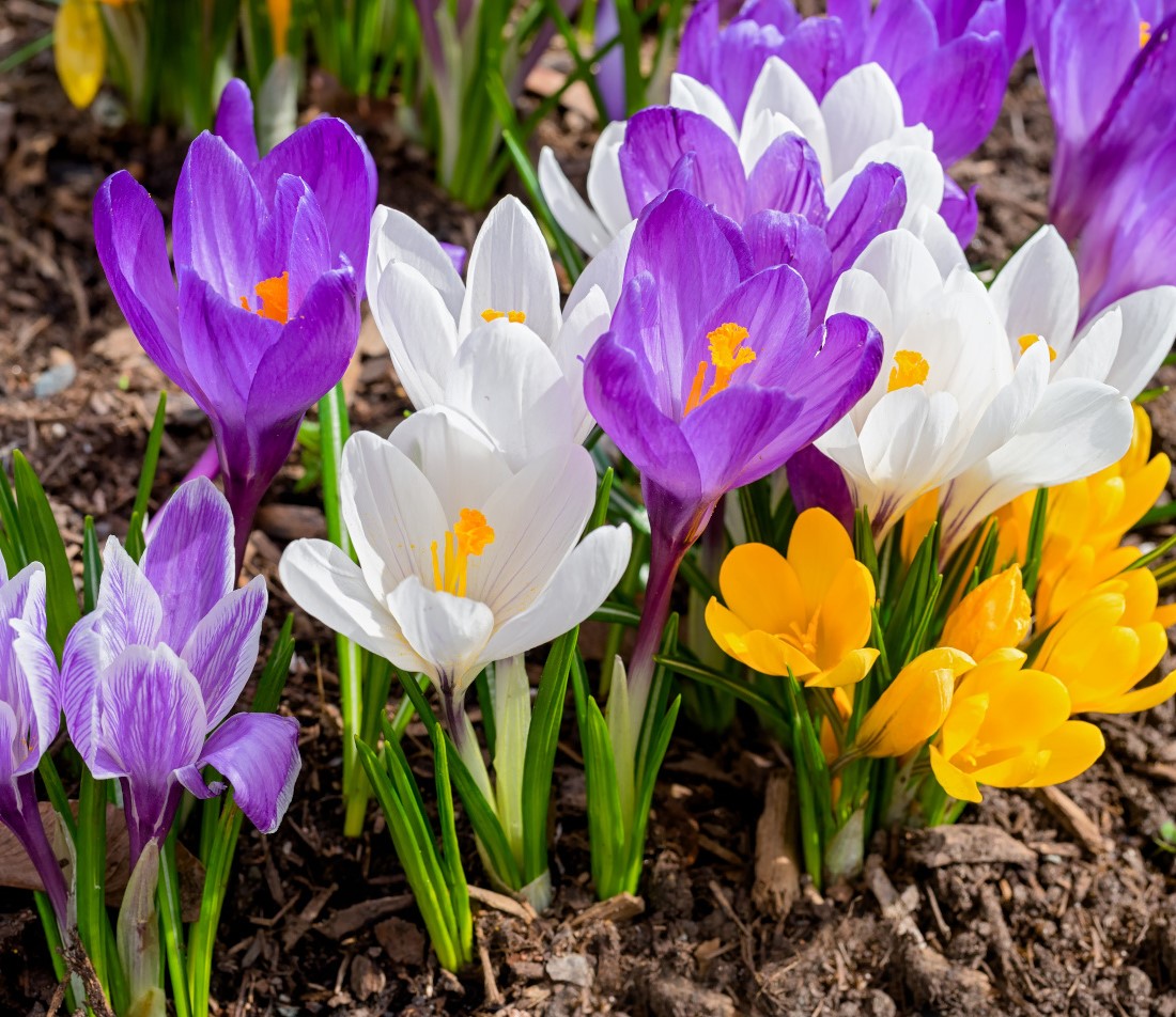 Krokus einer der ersten Blütengrüße im Frühjahr GartenFlora