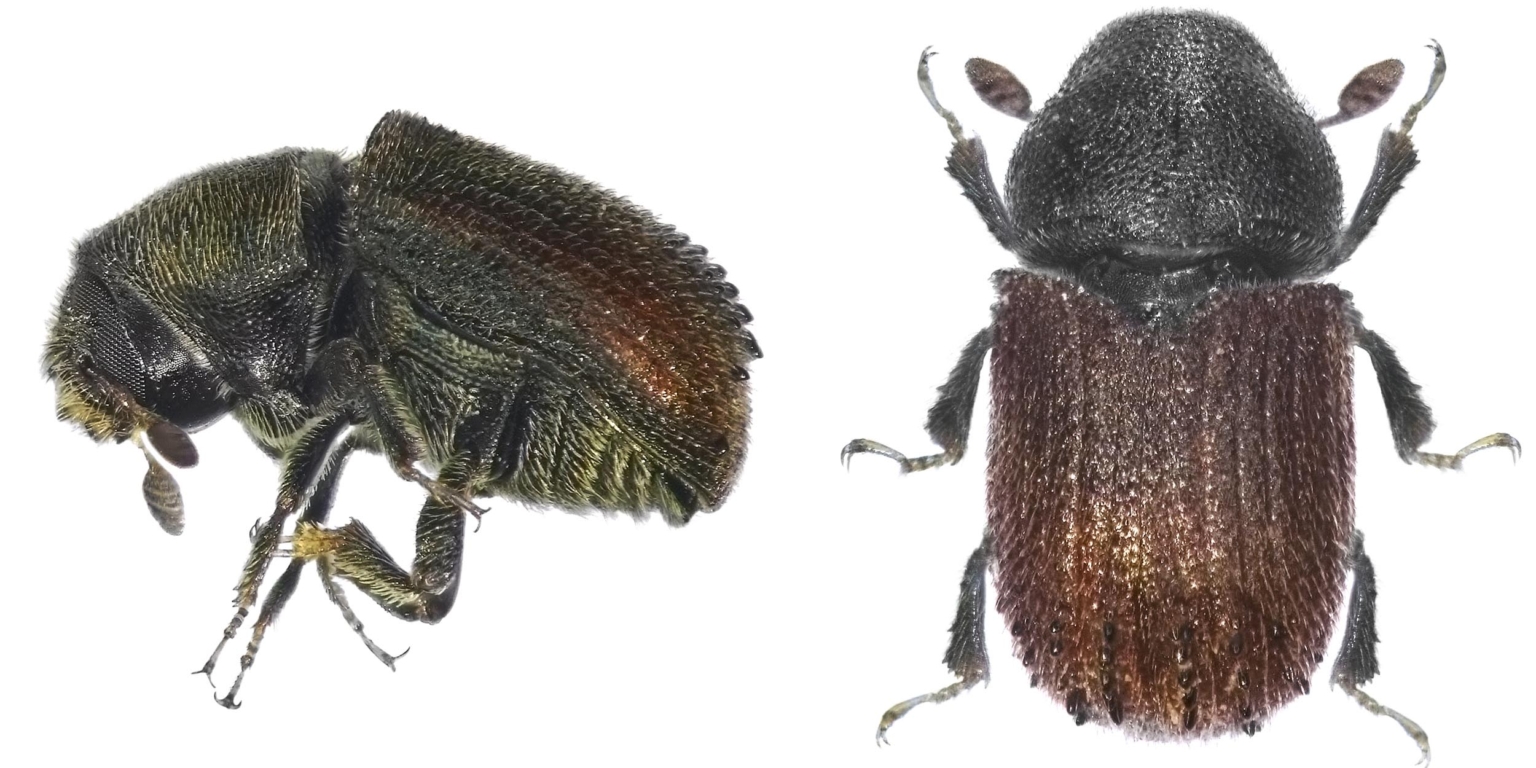 Borkenkäfer im Garten rechtzeitig entdecken | GartenFlora