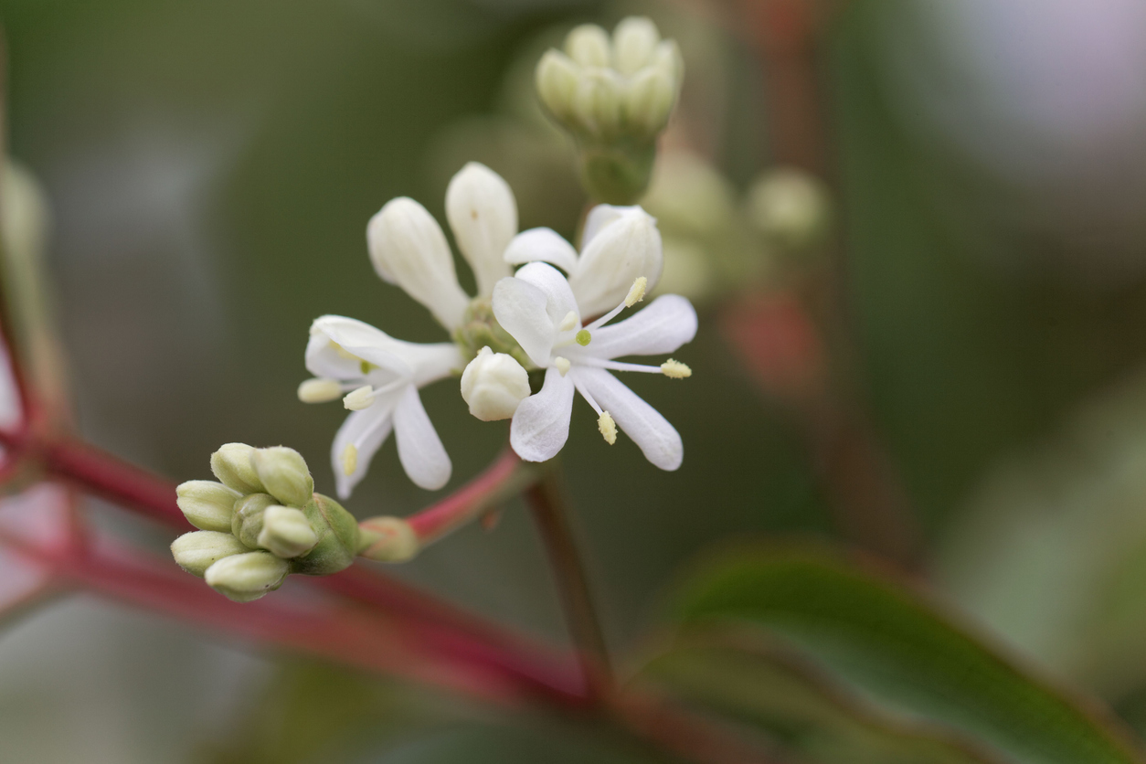 Zu sehen ist die weiße Blüte des Sieben-Söhne-des-Himmels-Strauchs.