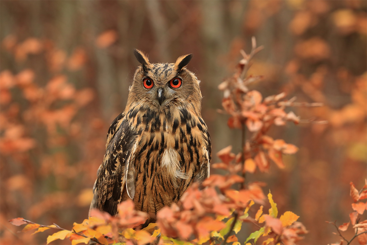 Ein Uhu im Baum. Als Fressfeind kann er dem Siebenschläfer gefährlich werden [Foto: AdobeStock_Monikasurzin]