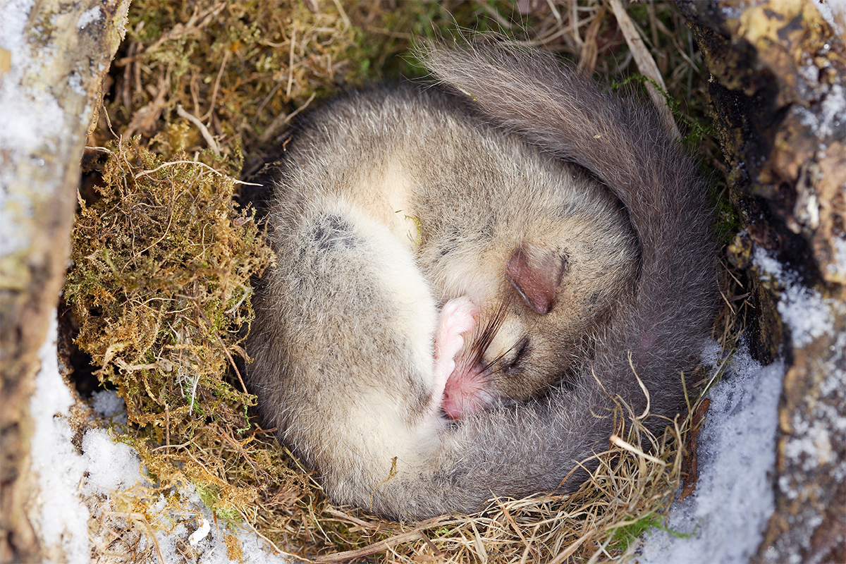 Tiere im Winter wie der Siebenschläfer halten manchmal Winterschlaf [Foto: AdobeStock_PIXATERRA]