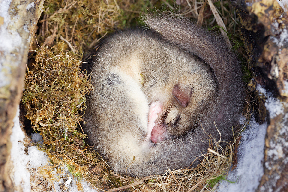 Siebenschläfer hält eingerollt Winterschlaf [Foto: AdobeStock_PIXATERRA]