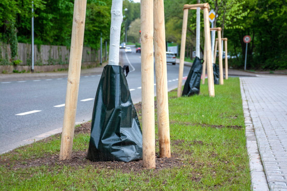 Straßenbaum gießen: Straßenbäume mit Bewässerungssäcken. Foto: AdobeStock_Petair