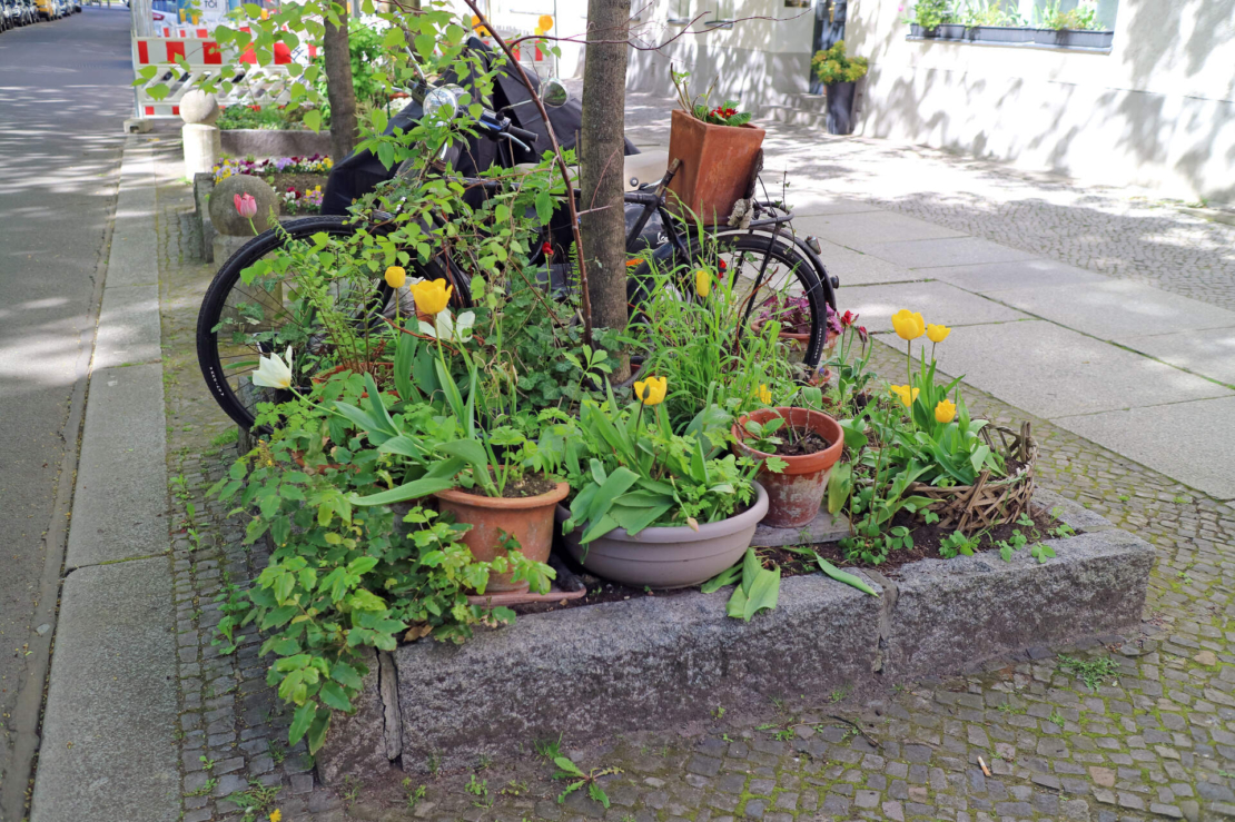 Straßenbaum gießen: Bepflanzte Baumscheibe in der Stadt. Foto: AdobeStock_philipk76