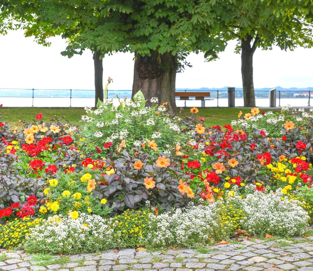 Straßenbaum gießen Foto: AdobeStock_SusaZoom