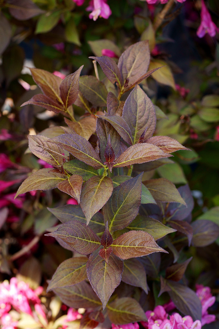 Rotlaubige Blätter. Foto: AdobeStock_7monarda