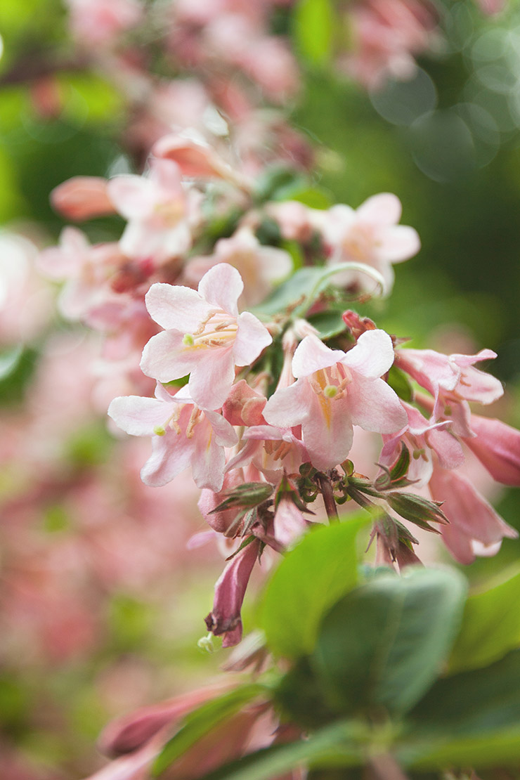 Rosablühende Weigelie. Foto: AdobeStock_Anastaciia