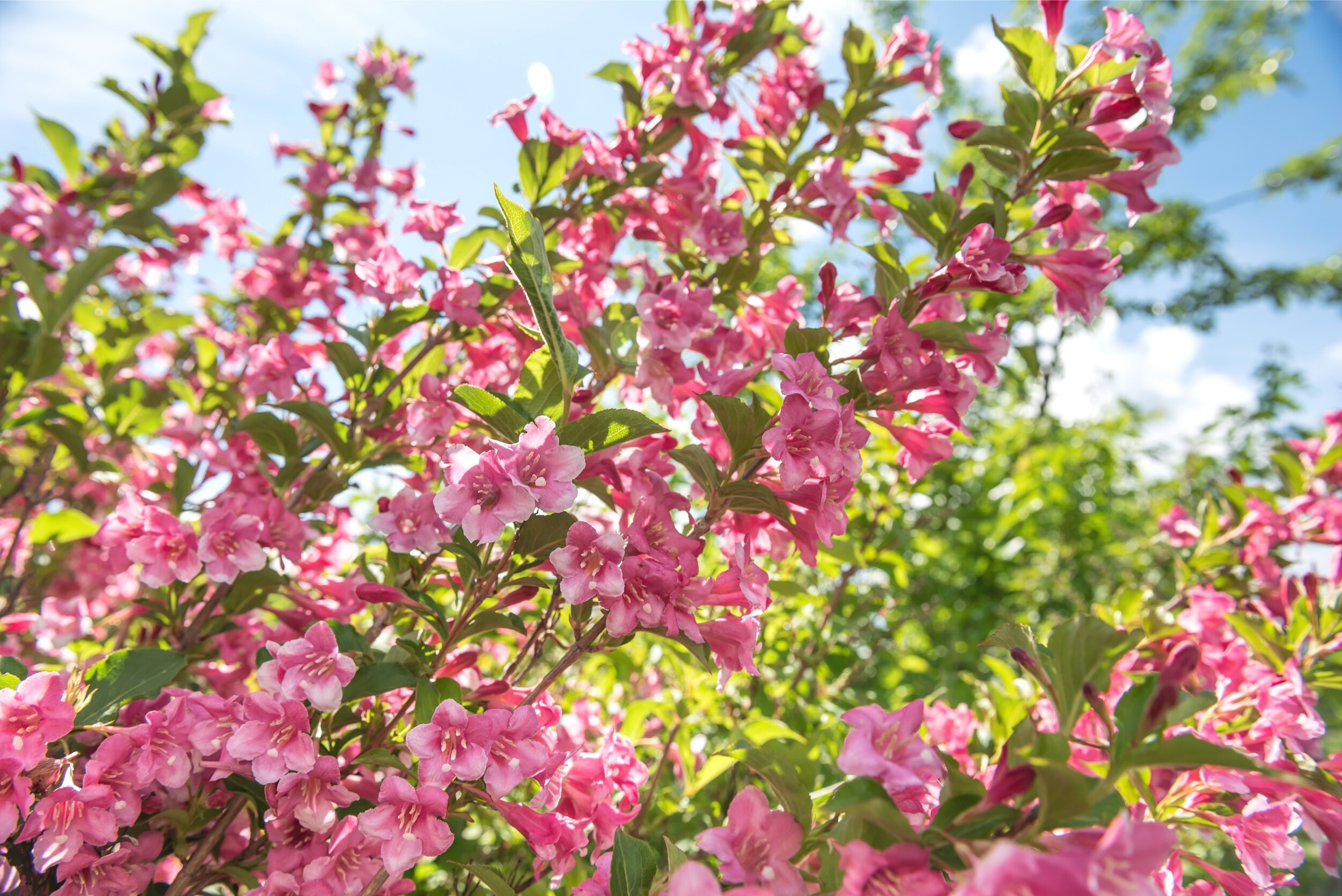 Weigelie sehr attraktiver Blütenstrauch GartenFlora