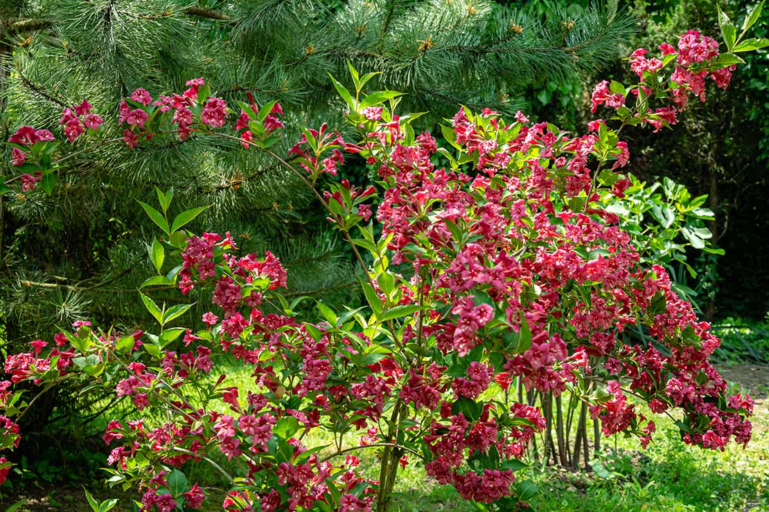 Rotblühende Weigelie neben Kiefer. Foto: AdobeStock_MarinoDenisenko