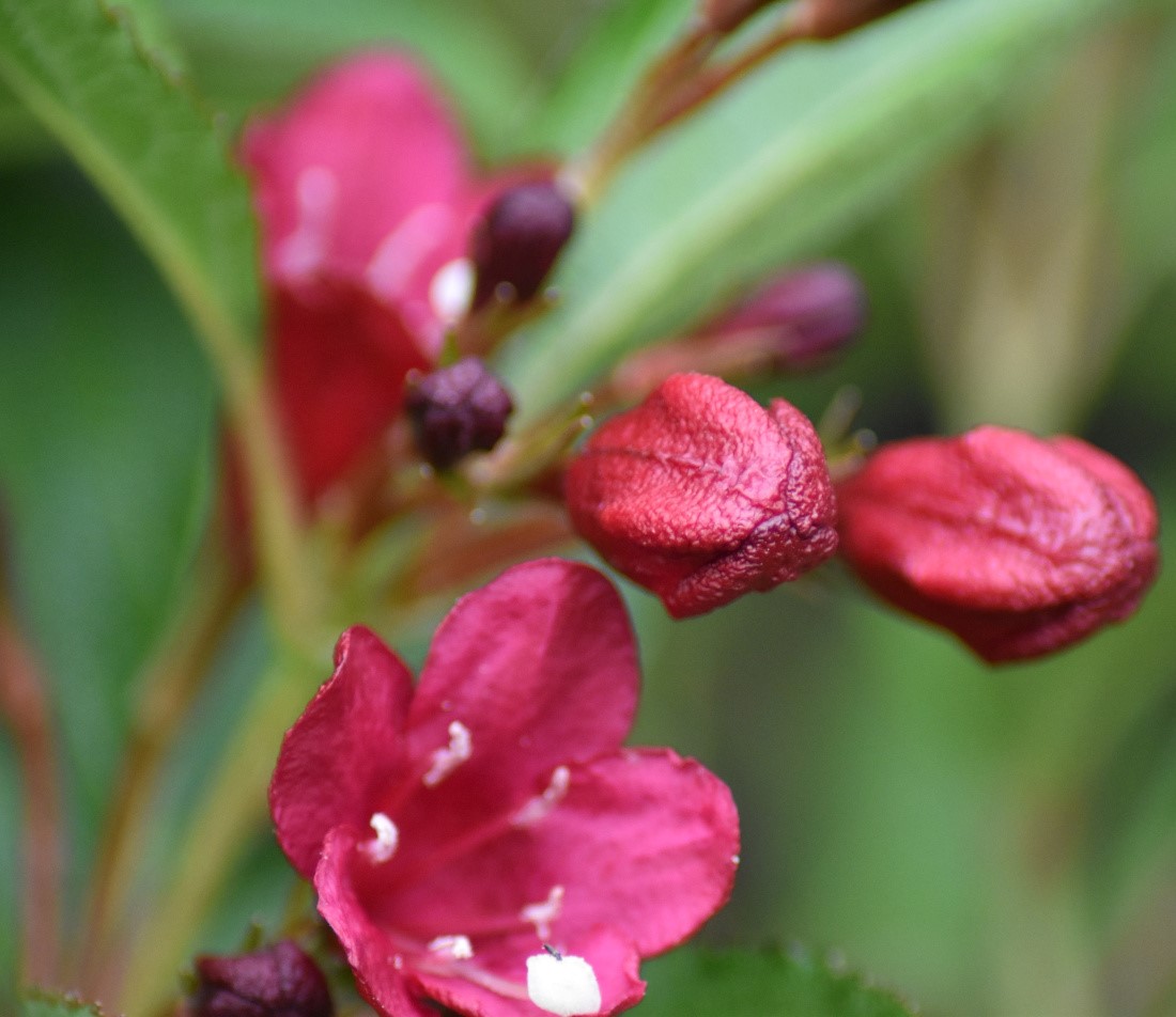 Weigelie sehr attraktiver Blütenstrauch GartenFlora