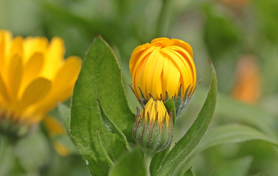 Ringelblume [Foto: Pixabay/Myriam Zilles]