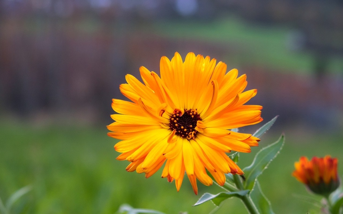 Calendula offene Blüte