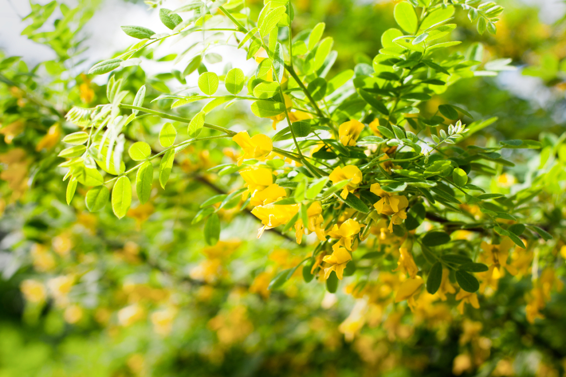 Erbsenstrauch im Permakultur-Garten