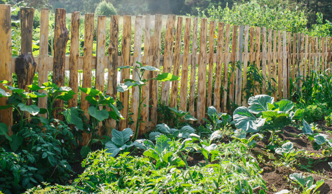 10 Pflanzen für den PermakulturGarten GartenFlora
