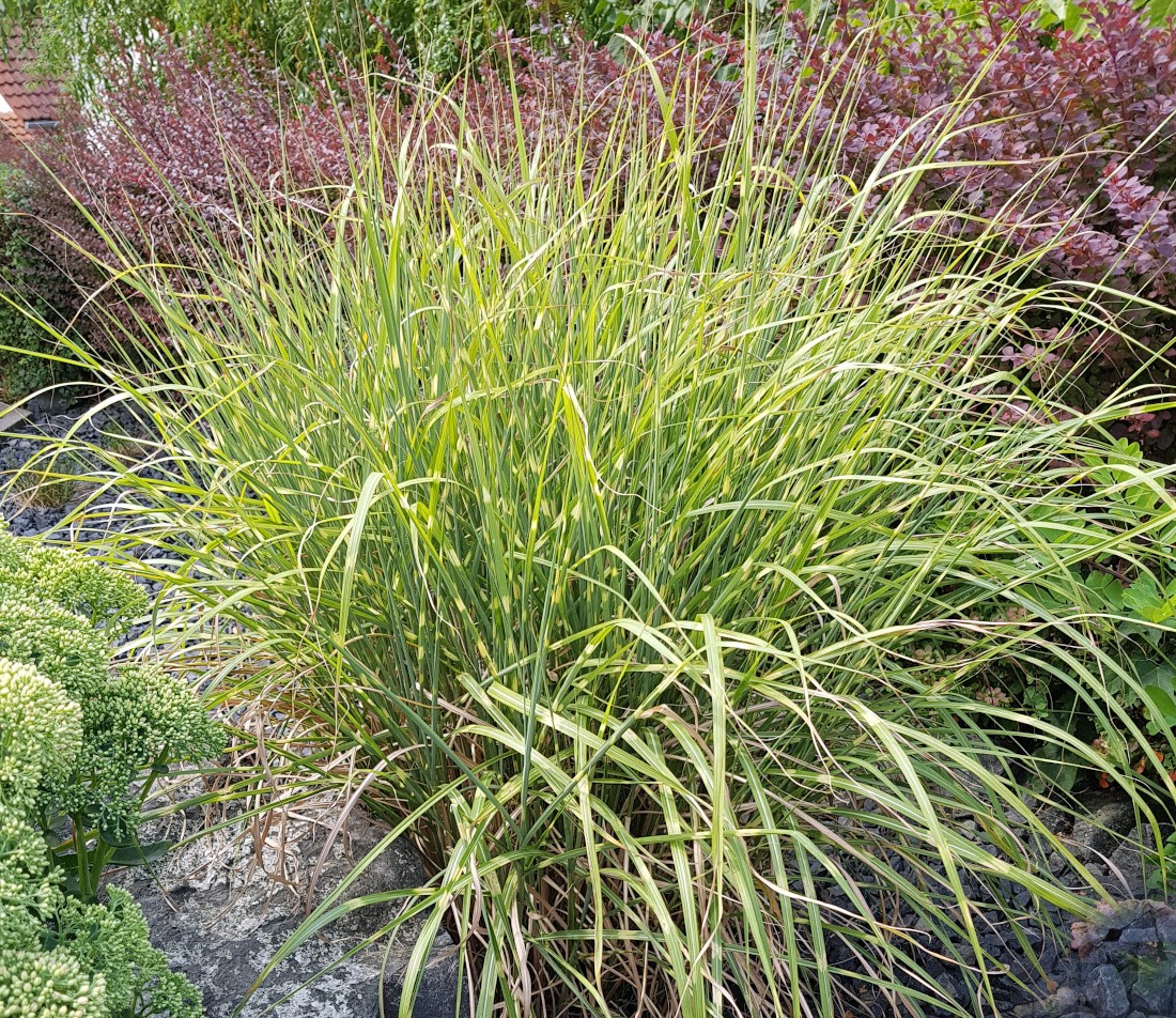 54+ Bambus Und Zebragras Im Garten, Hallo ihr lieben, ich habe ein
