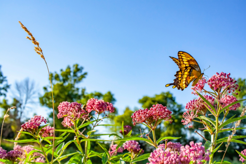 Artenvielfalt im Garten Foto: AdobeStock_Bmargaret