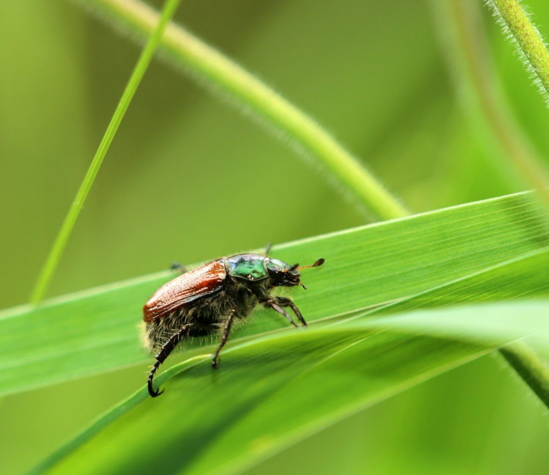 Gartenlaubkäfer Bekämpfung Foto: AdobeStock_Eileen_Kumpf