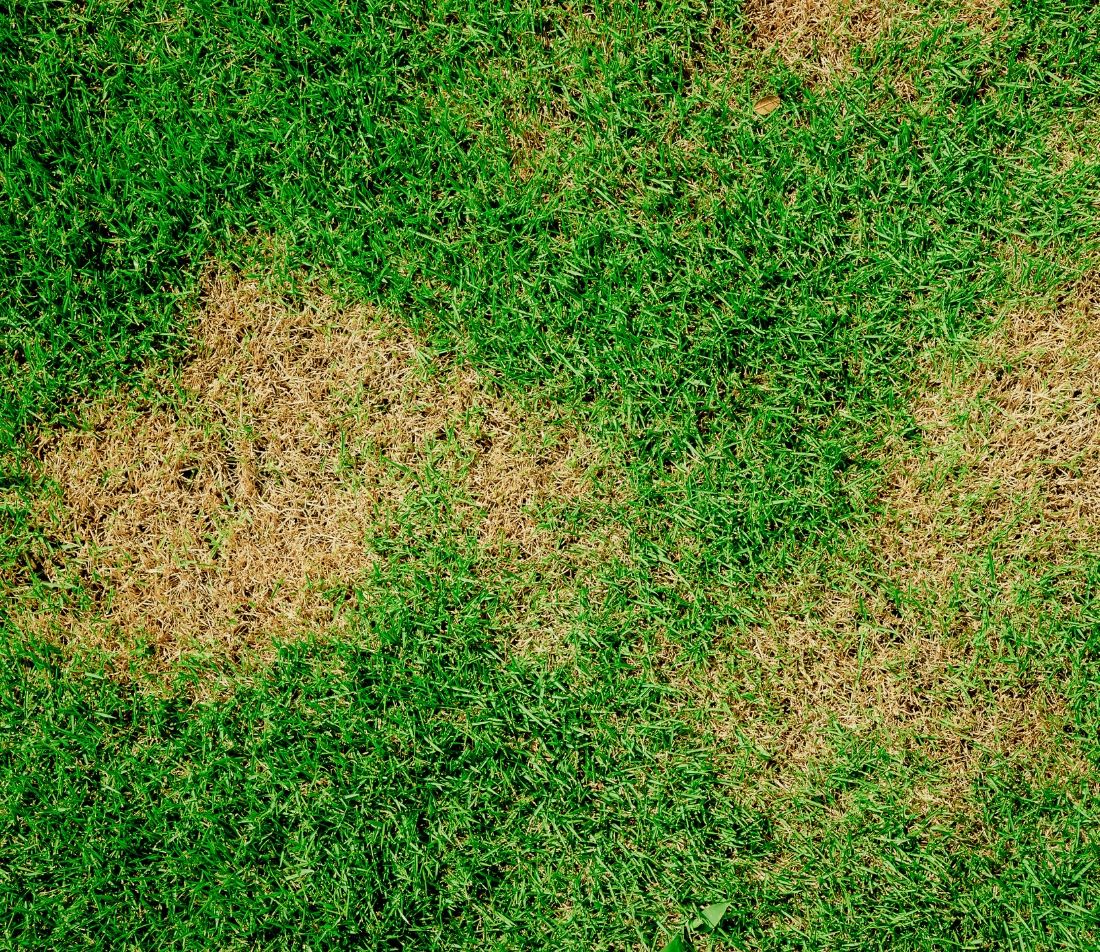 Gartenlaubkäfer Bekämpfung Foto: AdobeStock_singjai