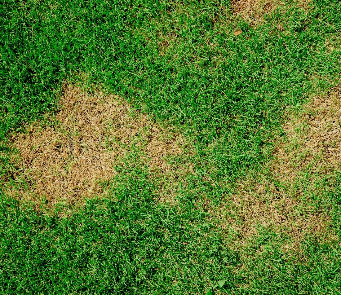 Gartenlaubkäfer Bekämpfung Foto: AdobeStock_singjai