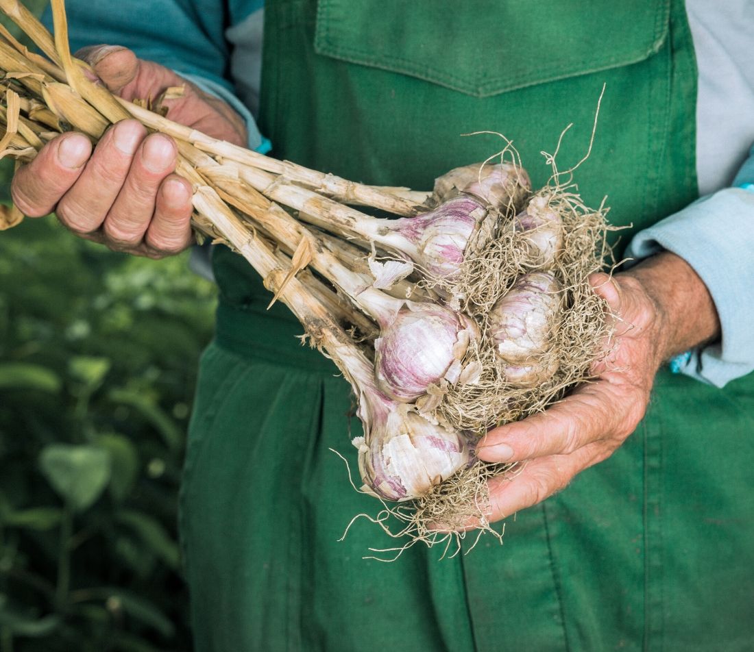 Knoblauch pflanzen Foto: AdobeStock_fusssergei