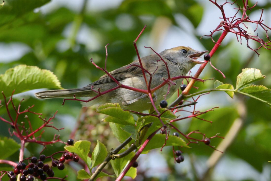 Artenvielfalt im Garten Foto: AdobeStock_Rita_Priemer