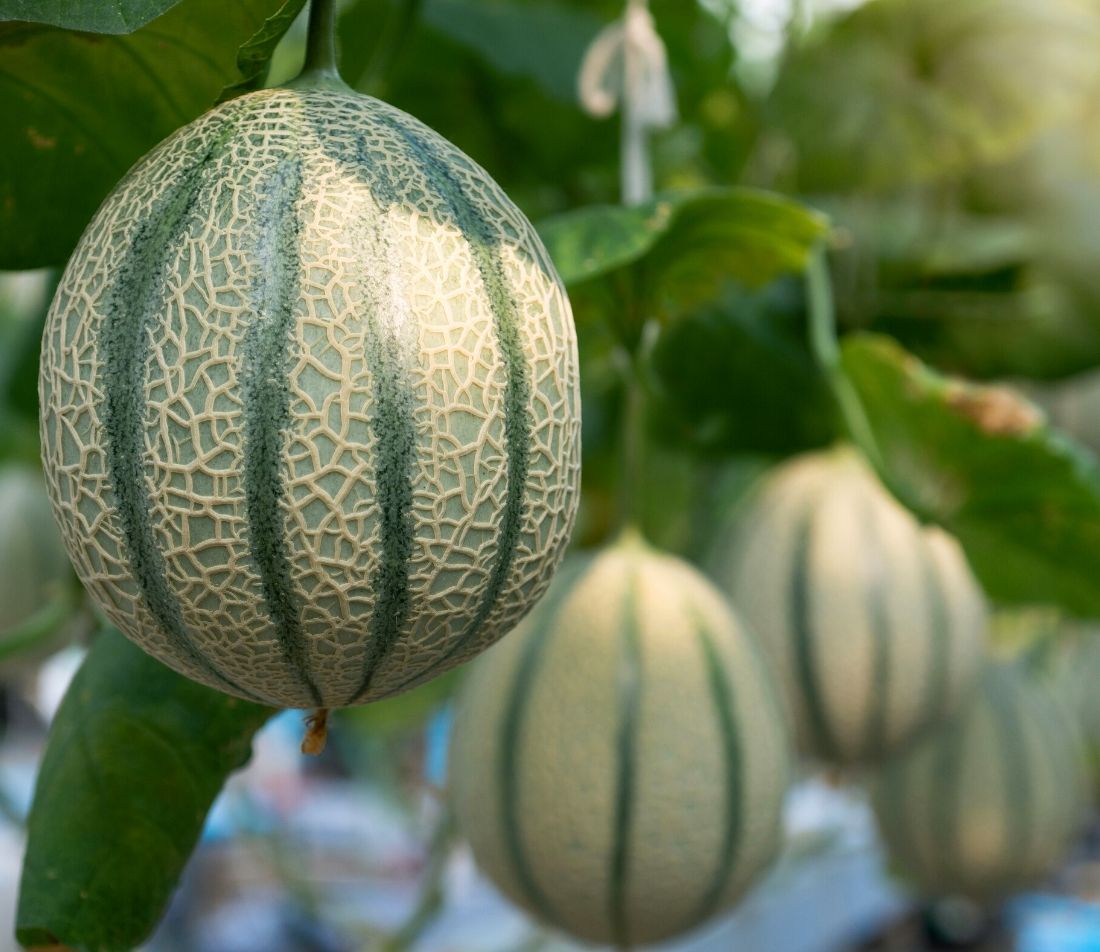 Melonen anbauen Foto: AdobeStock_chomplearn_2001