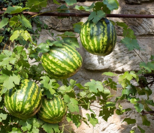 Melonen anbauen Früchte aus dem eigenen Garten GartenFlora