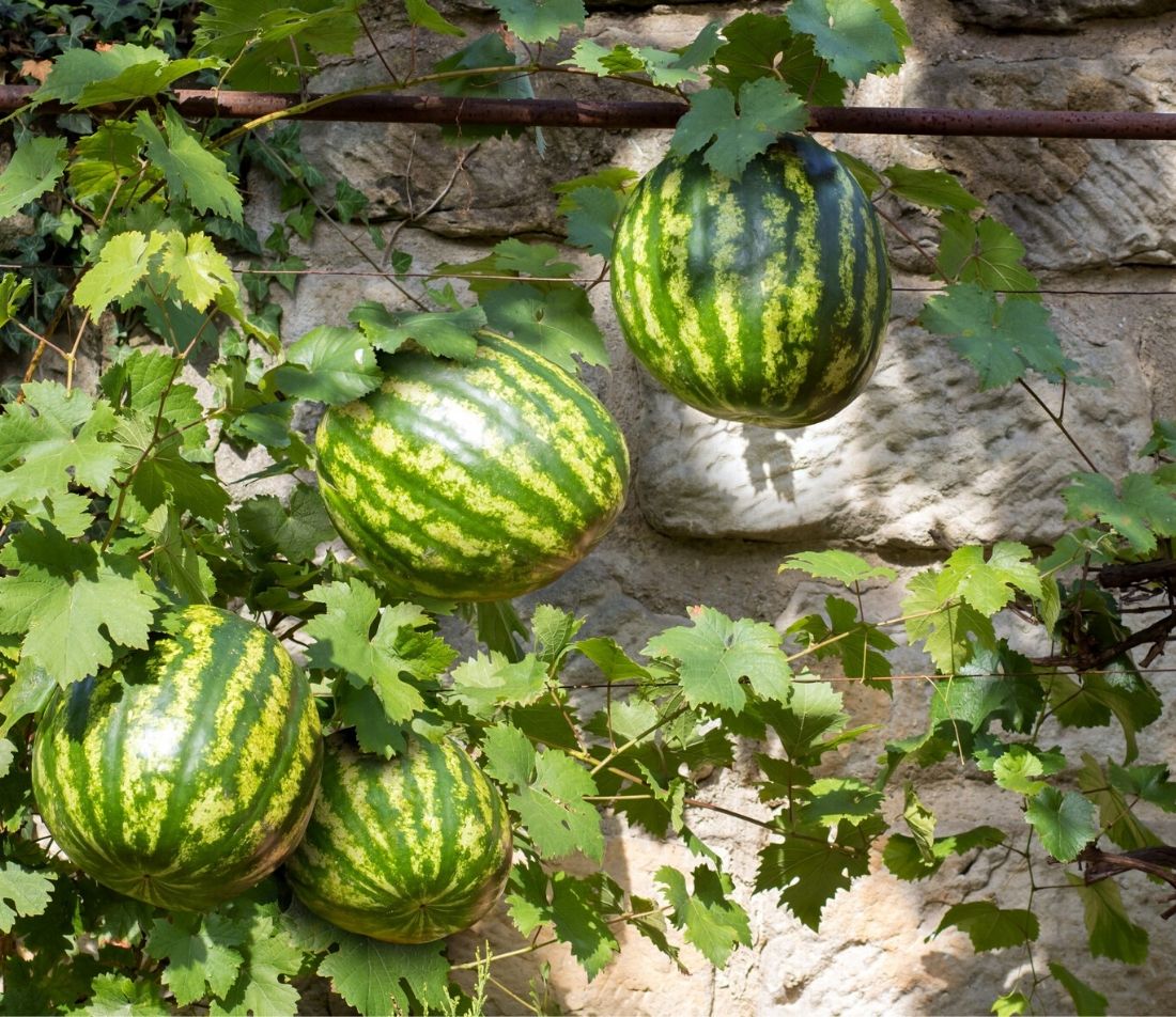 Melonen anbauen Foto: AdobeStock_milkovasa