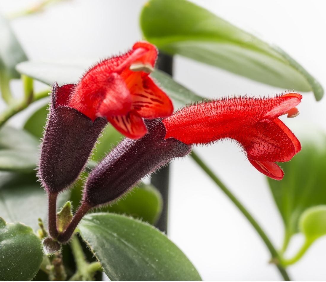 Schamblume Foto: AdobeStock_mehmed