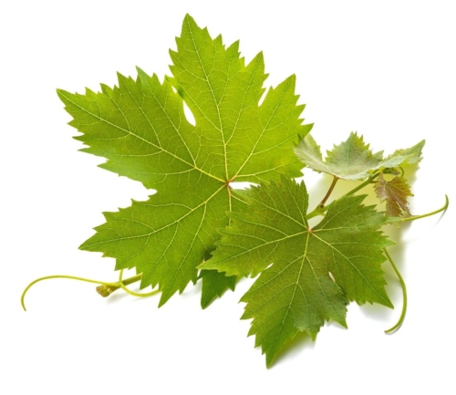 Weinblätter-Rezept Foto: AdobeStock_Scisetti_Alfio