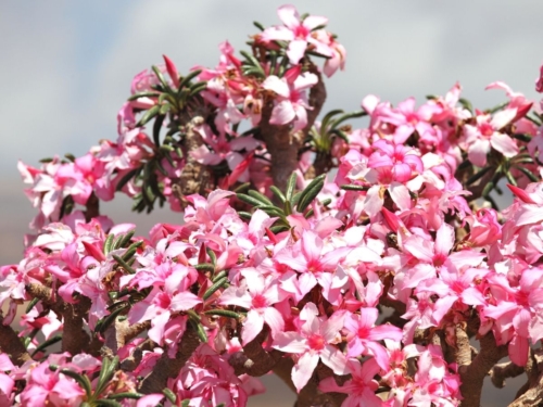 Wüstenrose Foto: AdobeStock_Vladimir_Melnik