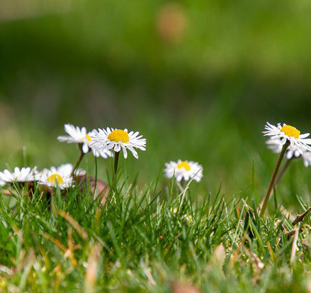 Gänseblümchen